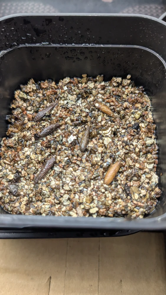 Pachypodium ambongense (パキポディウム アンボンゲンセ)