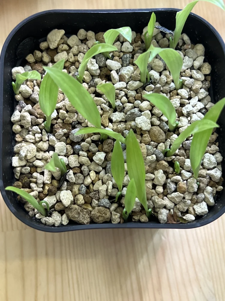 Furcraea macdougalii (フルクラエア マクドガリー)