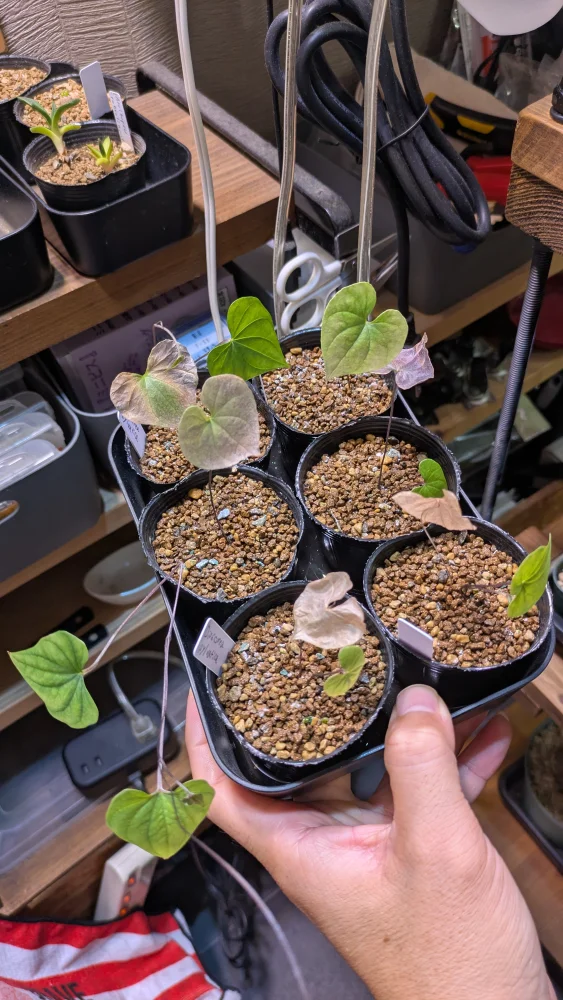 Dioscorea sylvatica (ディオスコレア シルバティカ)