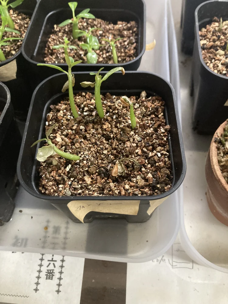 Pachypodium windsorii (パキポディウム ウィンゾリー)