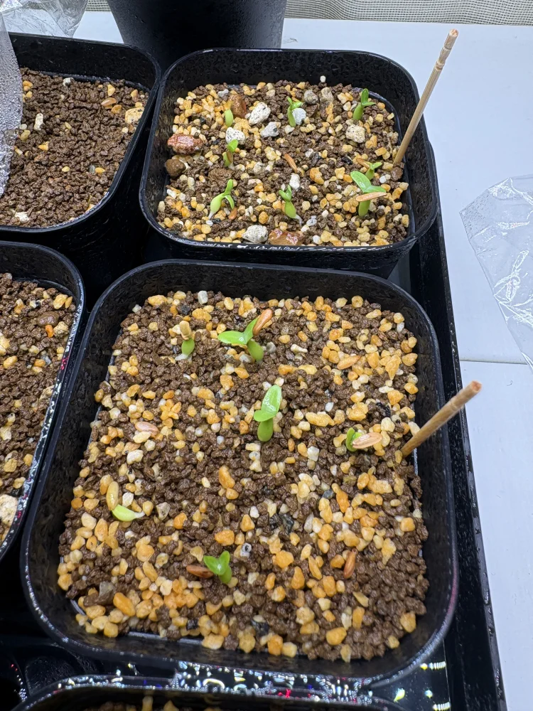 Pachypodium rosulatum (パキポディウム ロスラーツム)