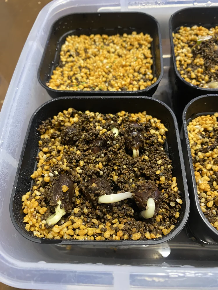 Delonix decaryi (デロニクス デカリー)