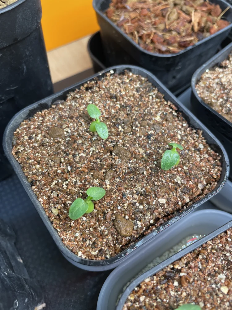 Pachypodium rosulatum var. inopinatum ([プレゼント種子 3月22日まで] パキポディウム イノピナツム)