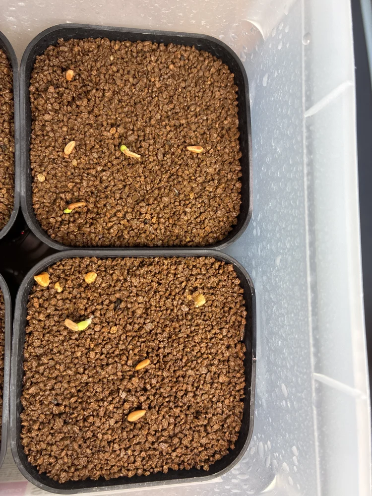 Pachypodium rosulatum var. gracilius Lot. (パキポディウム グラキリス)