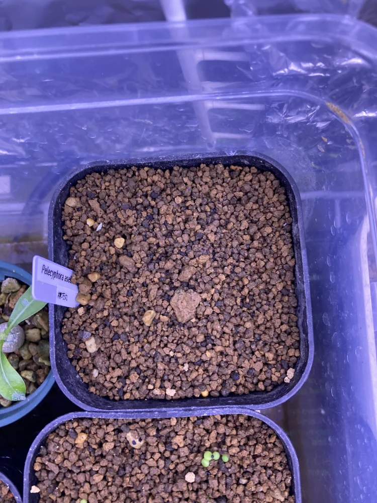 Pelecyphora aselliformis (ペレキフォラ セリフォリミス 精巧丸)