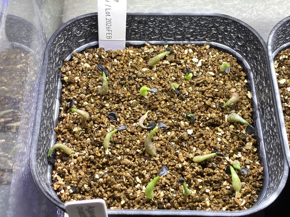  アガベ オテロイ Agave oteroi Lot.2026FEB