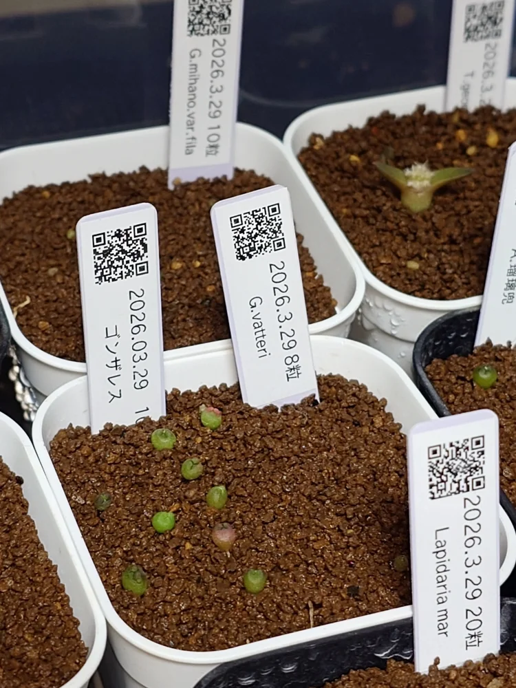 Astrophytum asterias gonzales (アストロフィツム ゴンザレス)