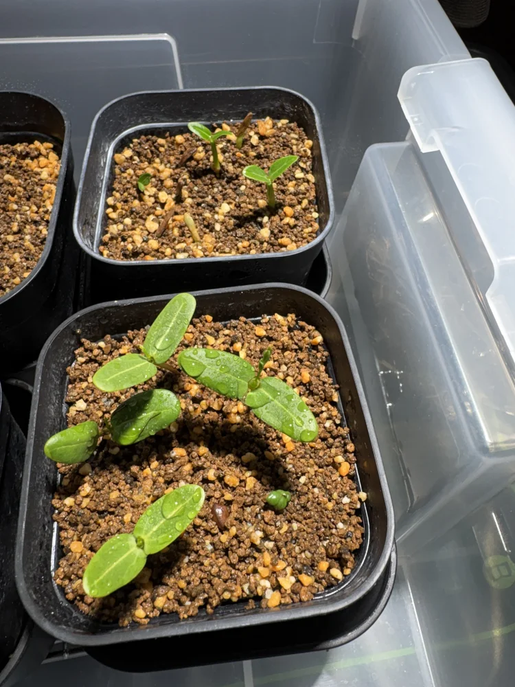 種子] センナ メリディオナリス Senna meridionalis | 灌木 塊根植物