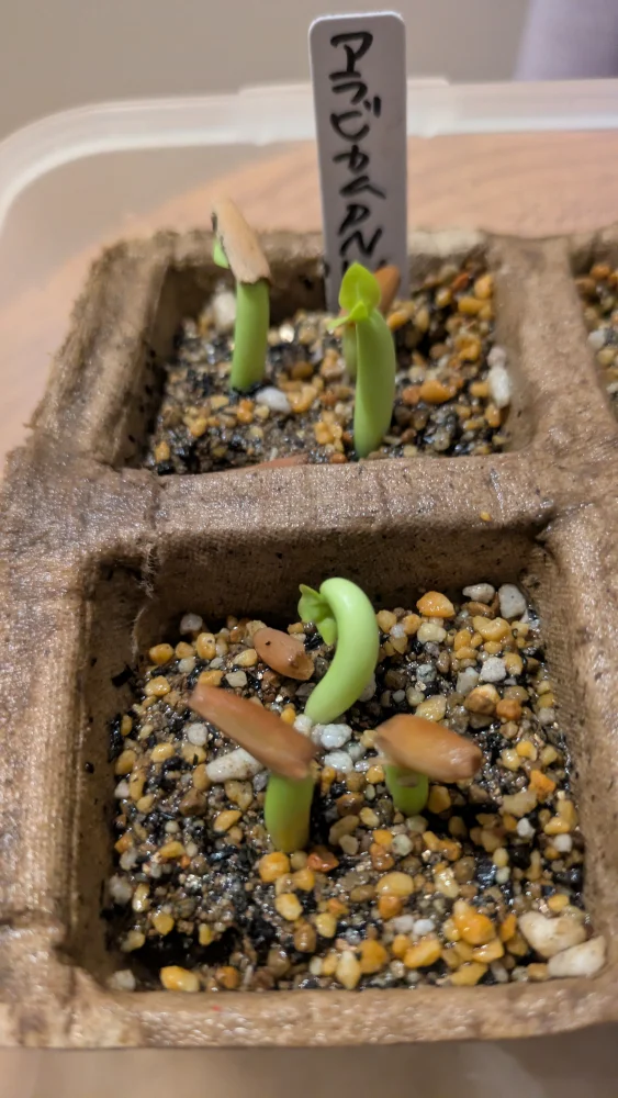 PNW Adenium arabicum phet na wang (アデニウム アラビカム)