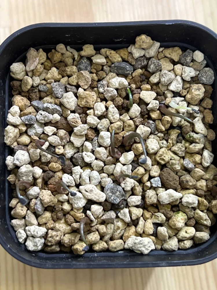 アガベ メガロドンタ Agave megalodonta｜多肉植物 初心者向け 発芽しやすい