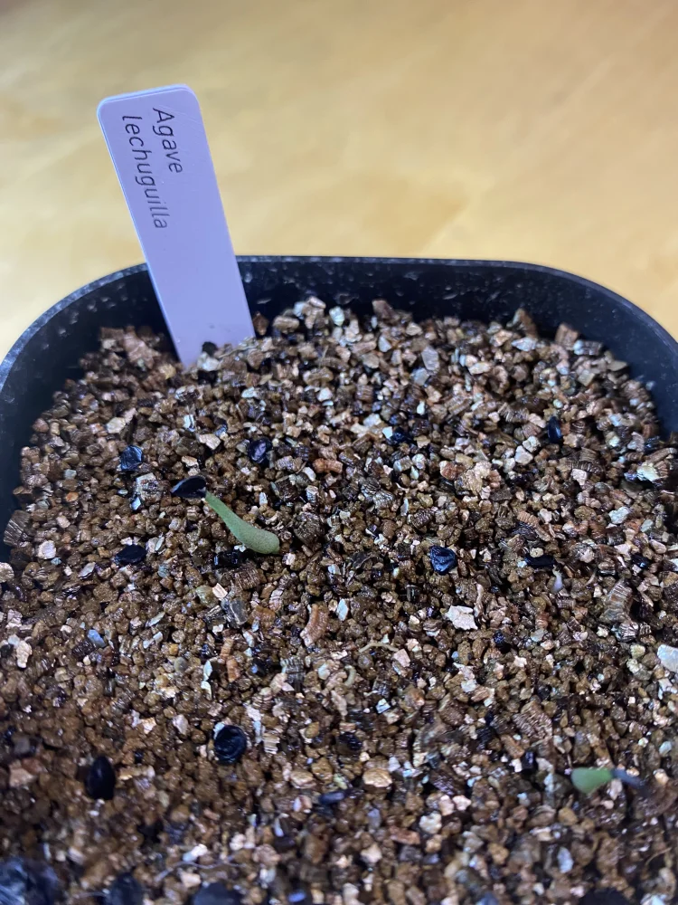 アガベ レチュギュラ Agave lechuguilla