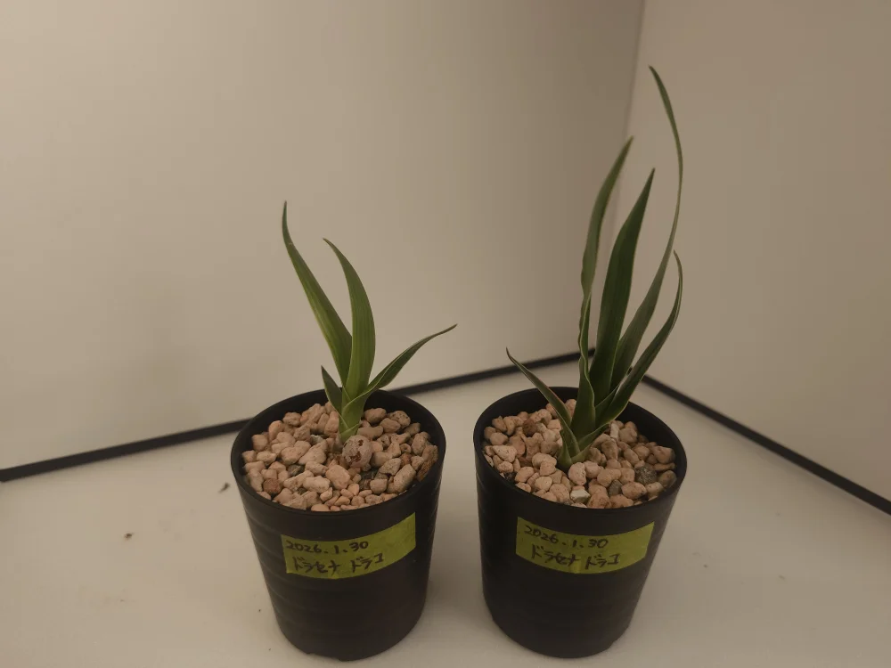 Dracaena draco subsp. draco (ドラセナ ドラコ)