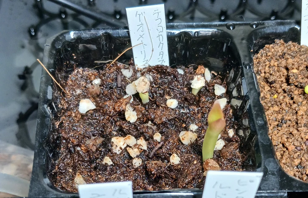 Tephrocactus geometricus (テフロカクタス ゲオメトリクス)
