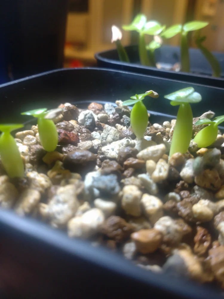 Pachypodium succulentum (パキポディウム サキュレンタム)