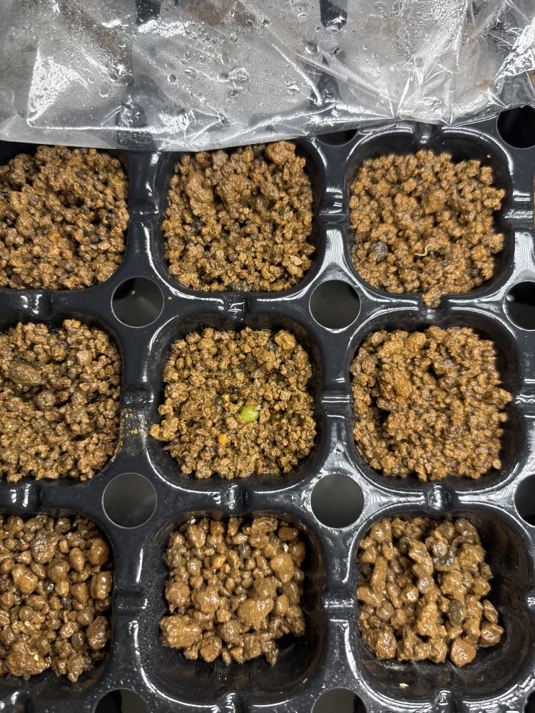 Ariocarpus trigonus (アリオカルプス トリゴナス 三角牡丹)