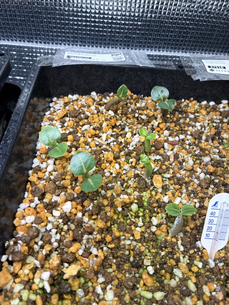 アデニウム Choco X SPR Adenium Choco X Super red｜レア品種 塊根植物 発芽しやすい