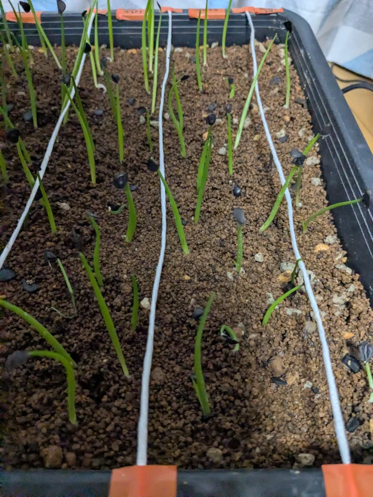 アガベ コロラータ Agave colorata