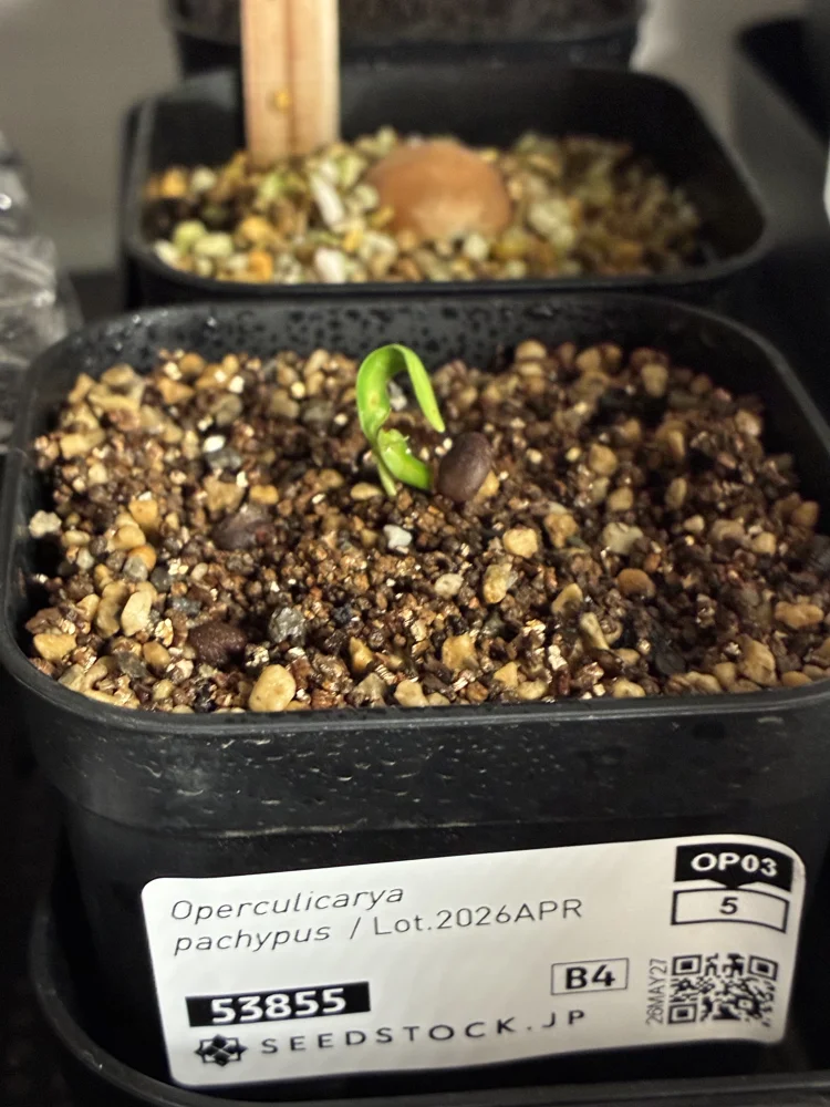 Operculicarya pachypus (オペルクリカリア パキプス)