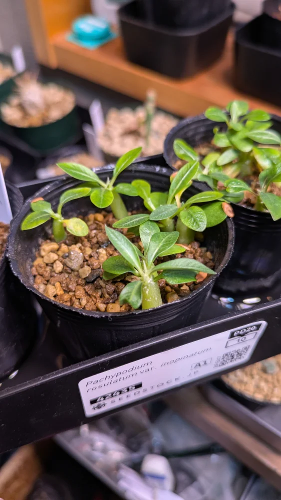 種子] パキポディウム イノピナツム Pachypodium rosulatum var