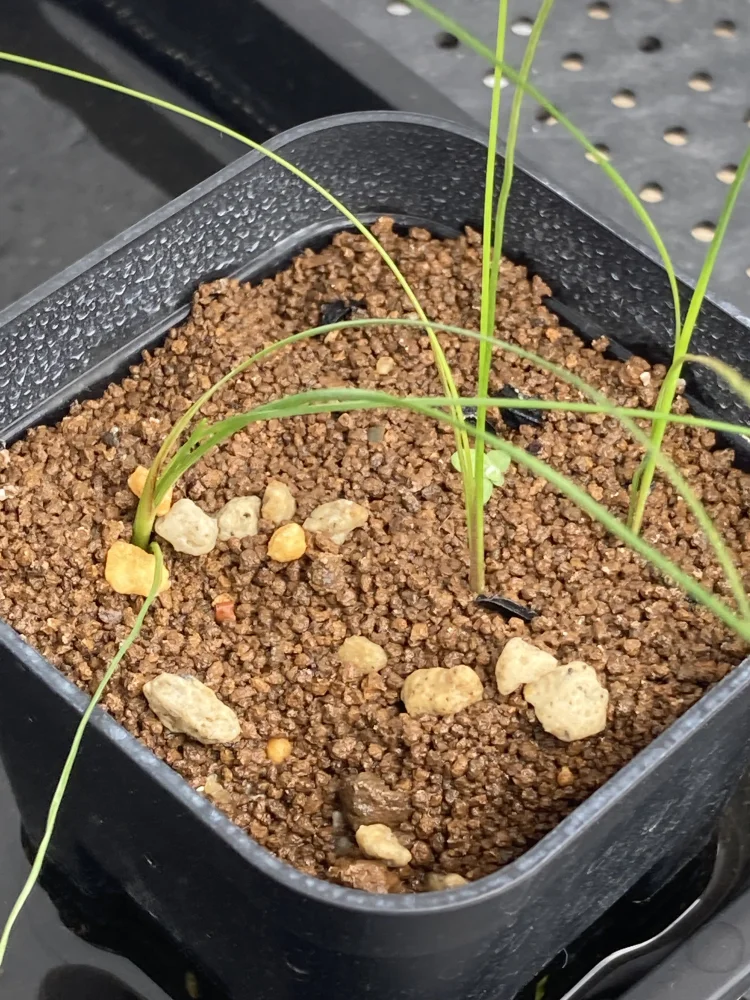 Xanthorrhoea gracilis (ザントロエア グラキリス)