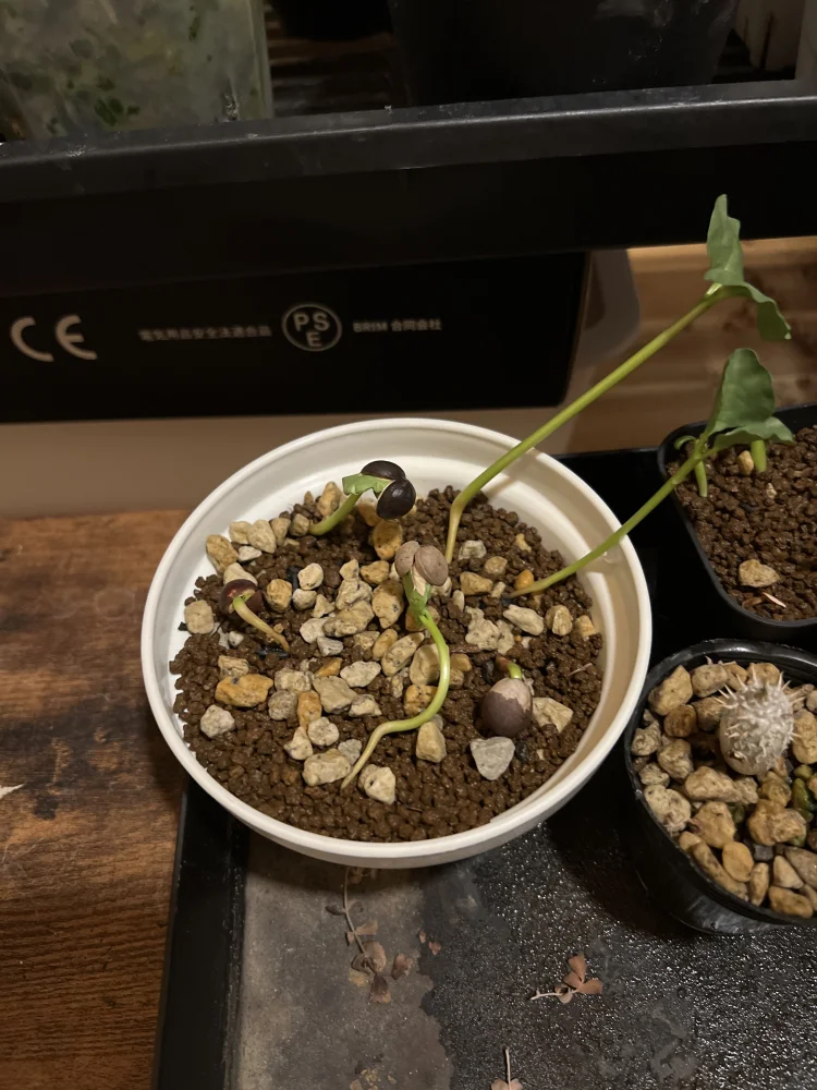 種子] コミフォラ クラウセリアナ Commiphora kraeuseliana｜塊根植物
