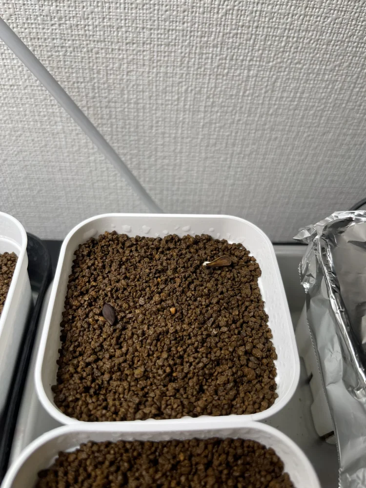 Pachypodium decaryi (パキポディウム デカリー)