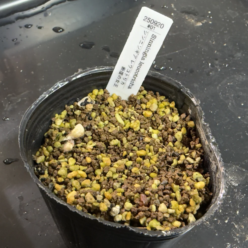 Sinningia leucotricha (シンニンギア レウコトリカ 断崖の女王)