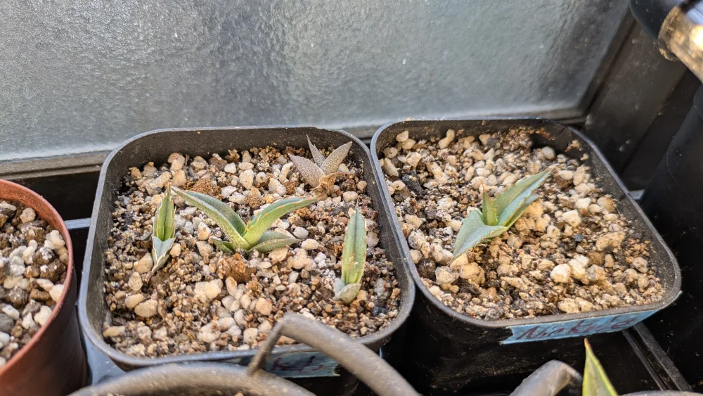 Agave nickelsiae (アガベ ニッケルシー)