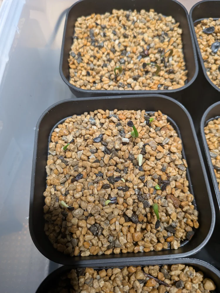 Agave chazaroi (アガベ チャザロイ)