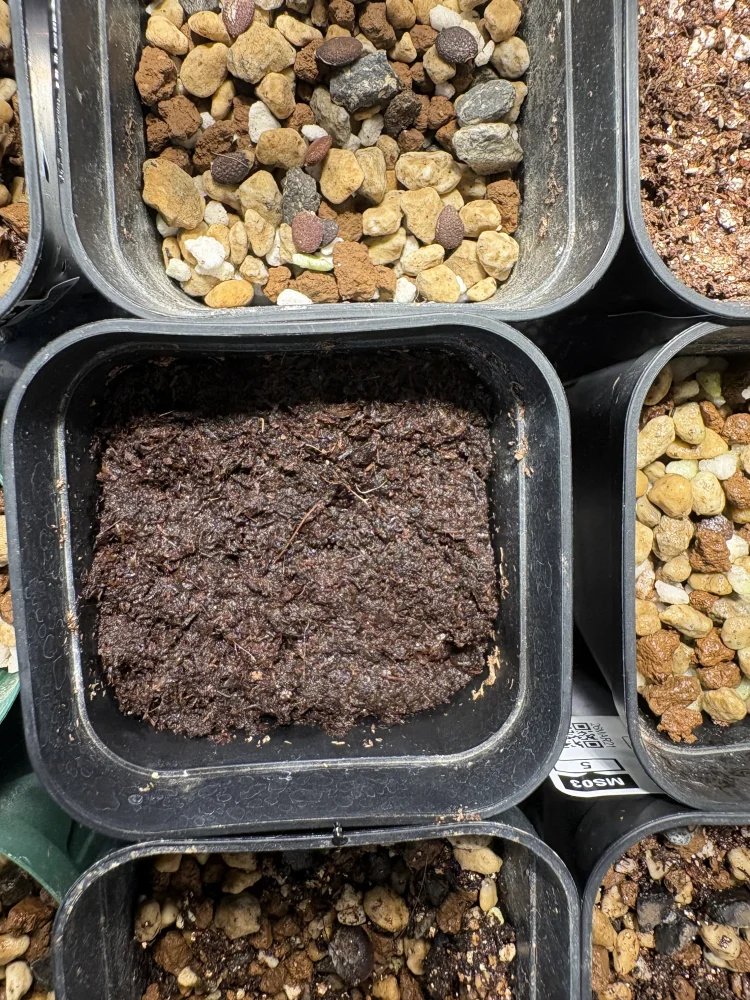 Begonia fulgurata (ベゴニア フルグラータ)