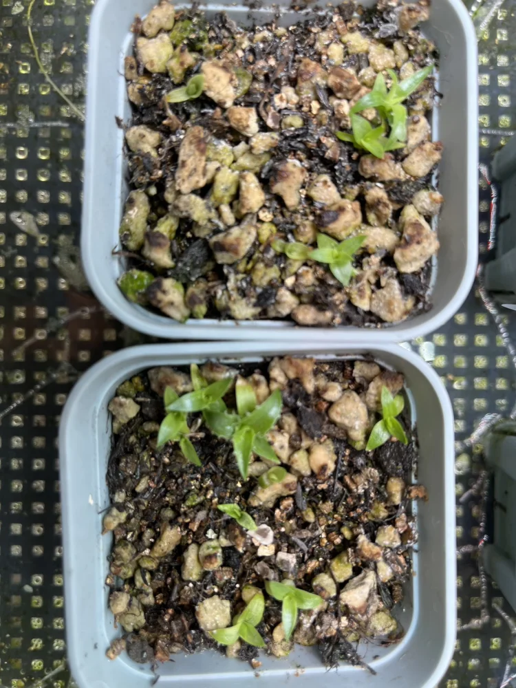 Puya raimondii (プヤ レイモンディ)