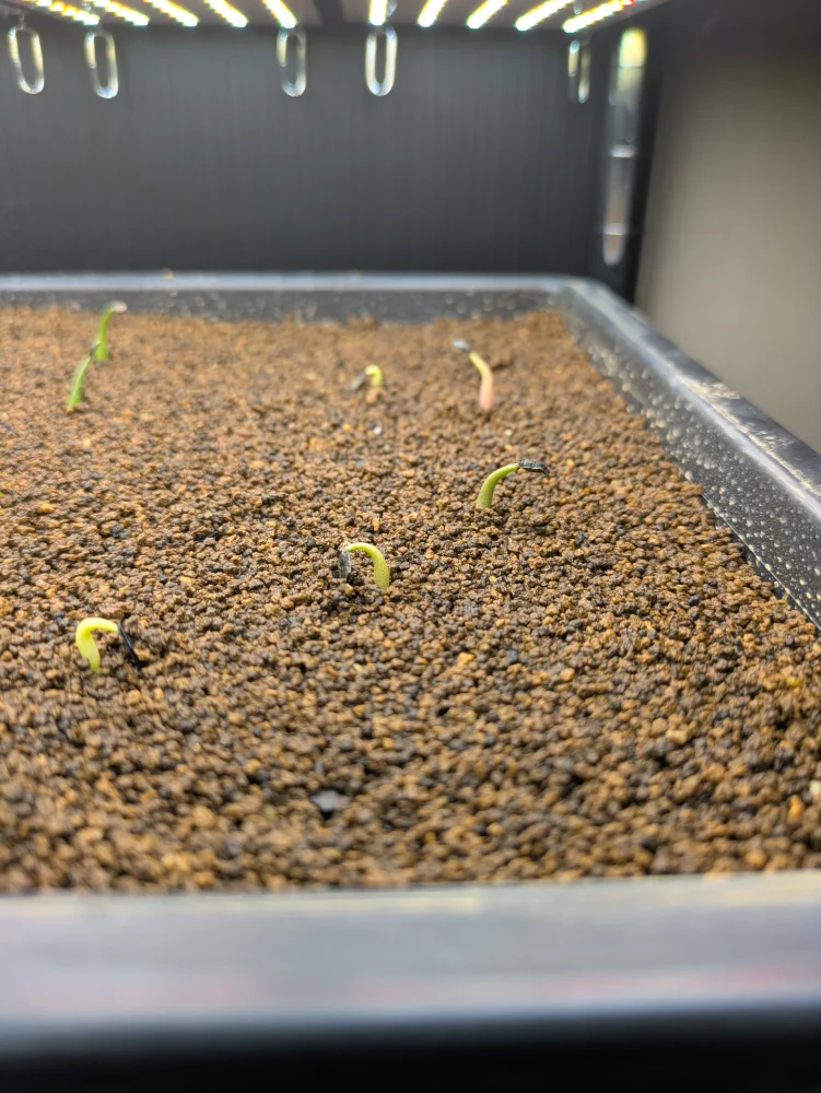 アガベ イシスメンシス Agave isthmensis | 人気品種 耐寒性 レア 雷帝 メキシコ原産