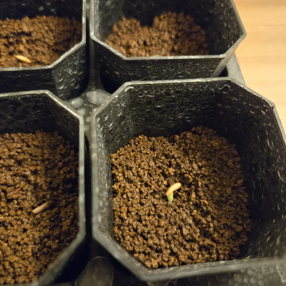 Pachypodium brevicaule ssp. brevicaule (パキポディウム ブレビカウレ)