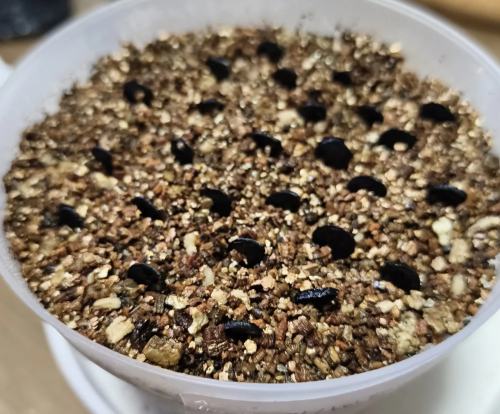 Agave ([プレゼント種子])