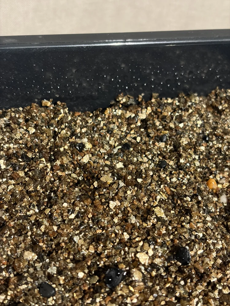 Agave utahensis var. eborispina (アガベ エボリスピナ)