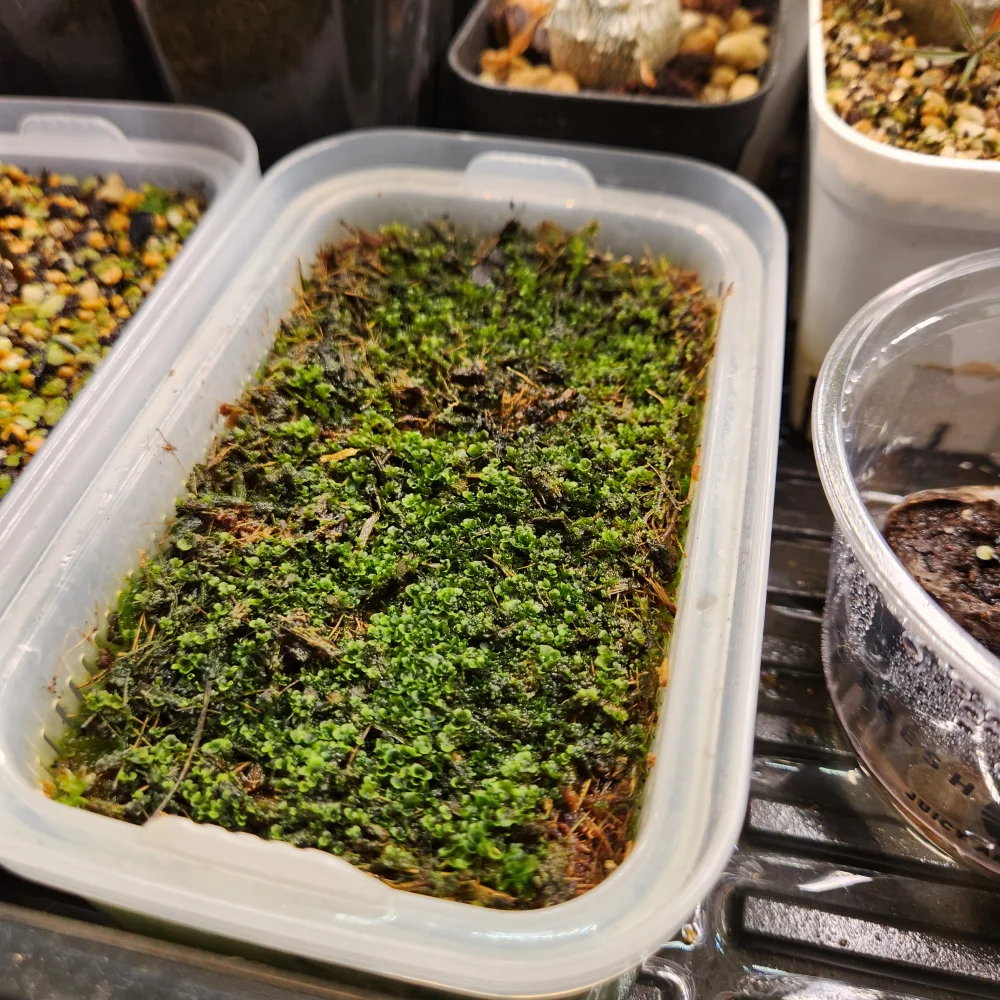 Platycerium ridleyi (ビカクシダ リドレイ)