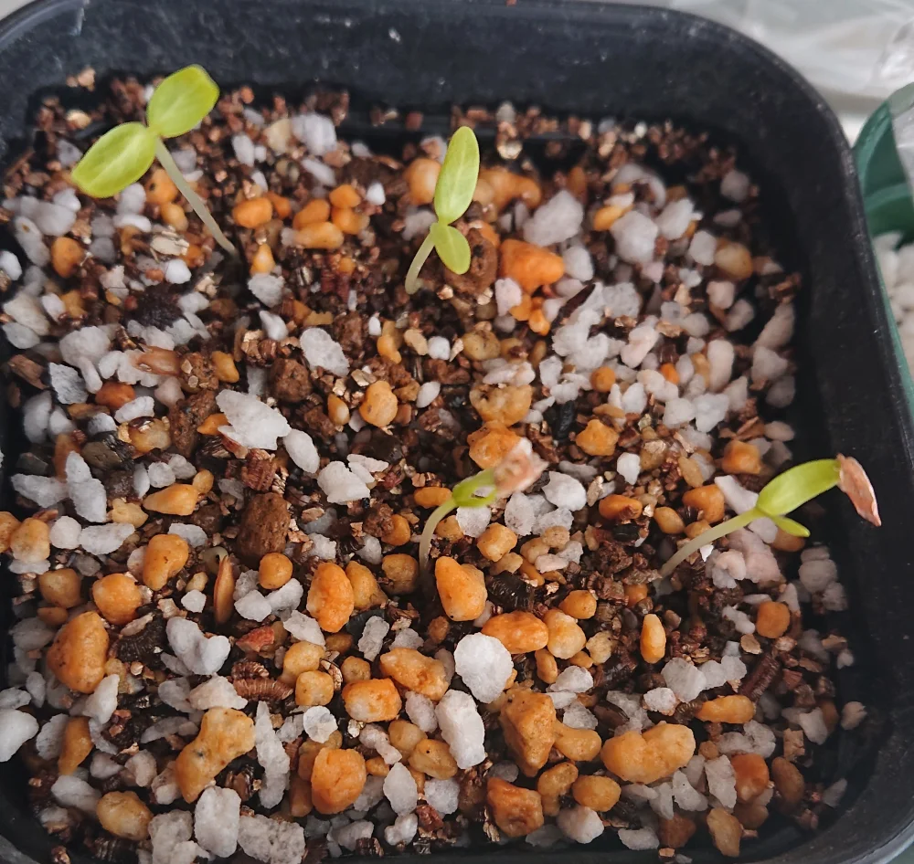 Fouquieria purpusii (フォークイエリア プルプシー)