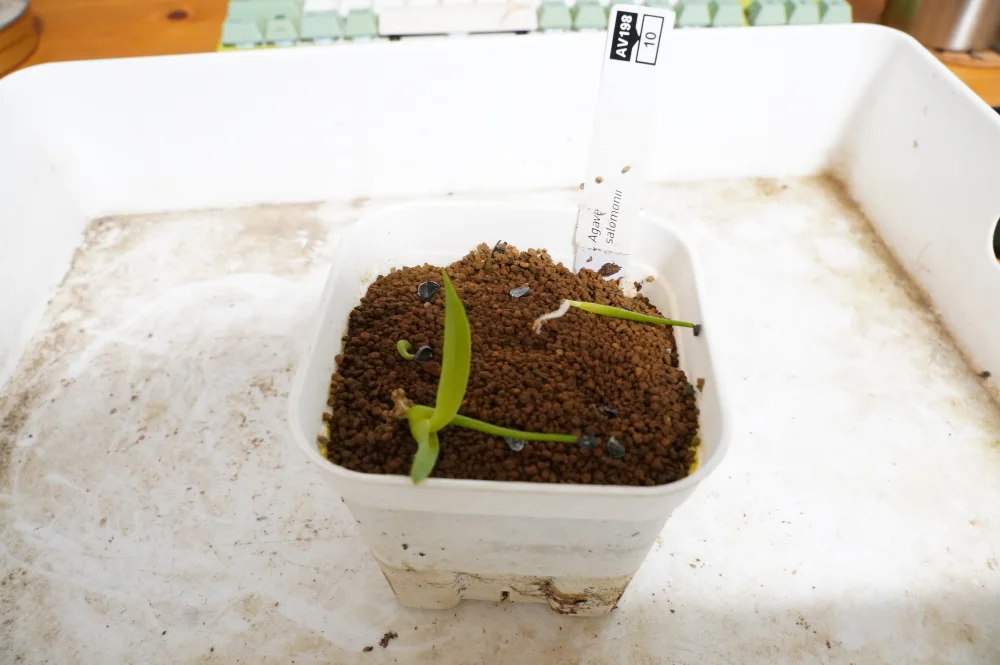 Agave salomonii (アガベ サロモニー)