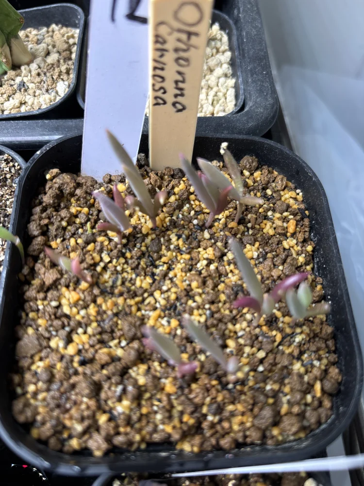 Othonna carnosa (オトンナ カルノーサ)