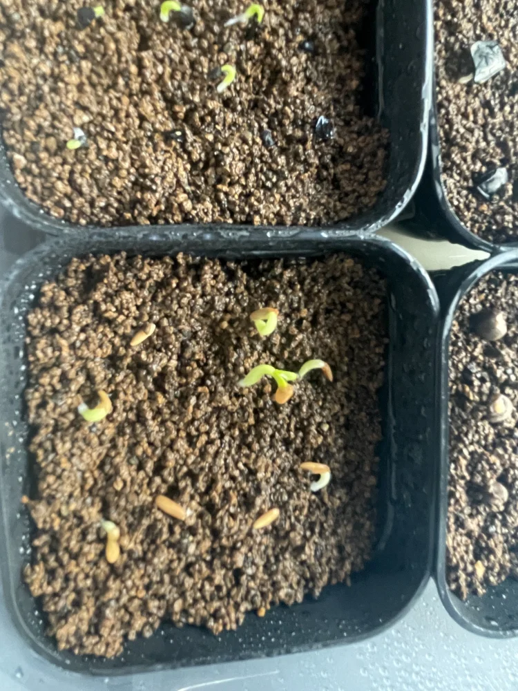 Pachypodium rosulatum var. gracilius (パキポディウム グラキリス)