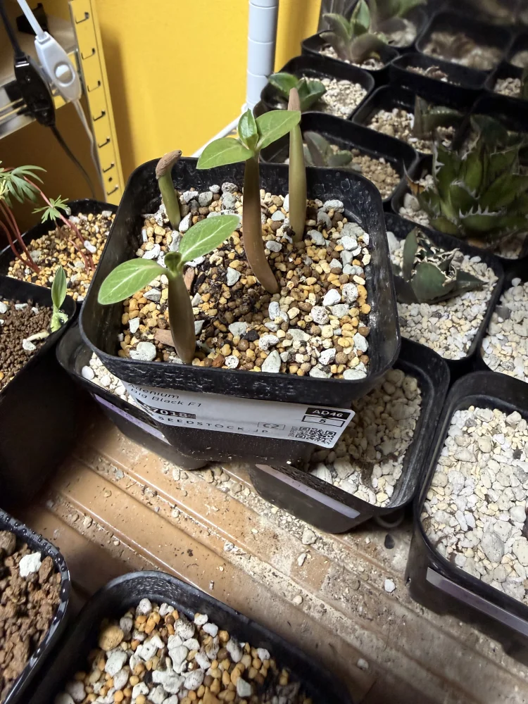 F (アデニウム ビッグブラック)