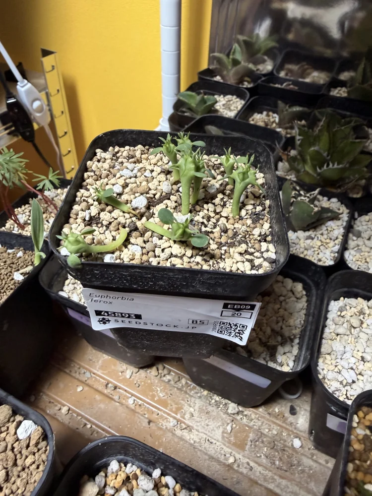 Euphorbia ferox (ユーフォルビア フェロックス)