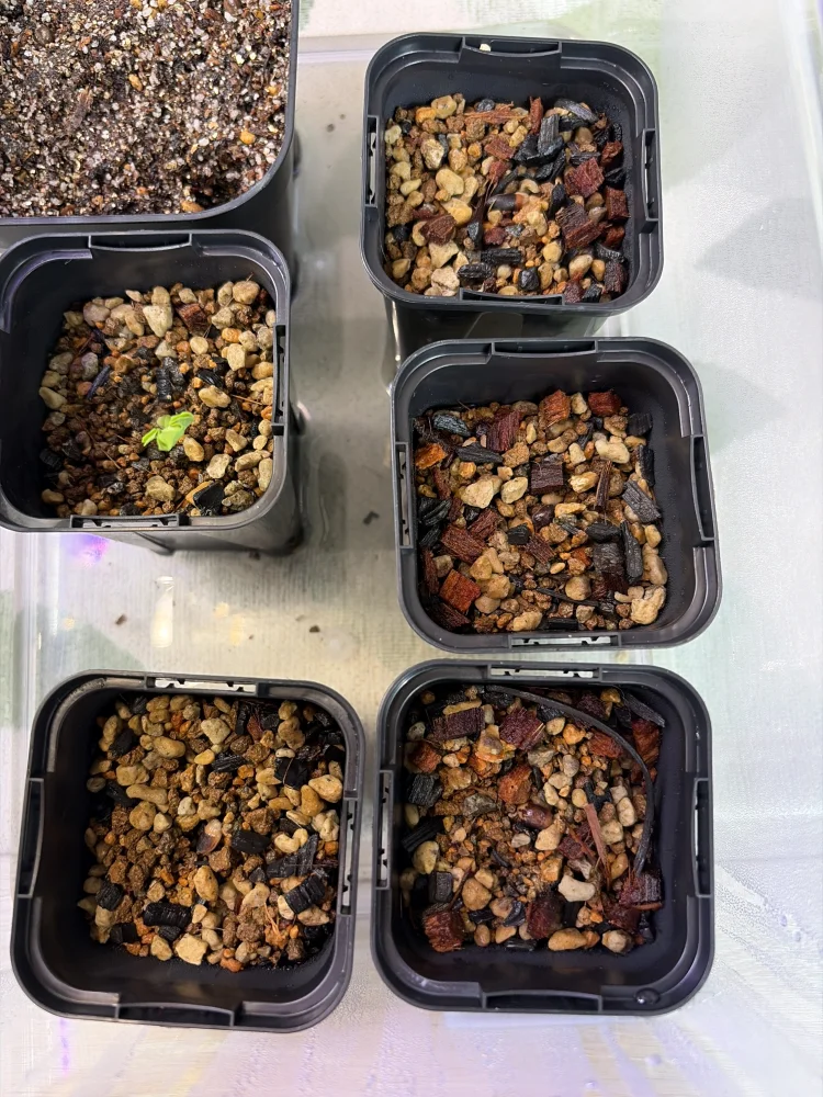 コミフォラ ワイルディ Commiphora wildii
