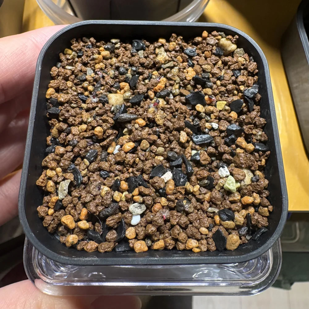 Eucalyptus cinerea (ユーカリ シネレア)