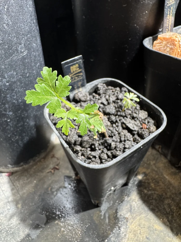 Bursera fagaroides (ブルセラ ファガロイデス)