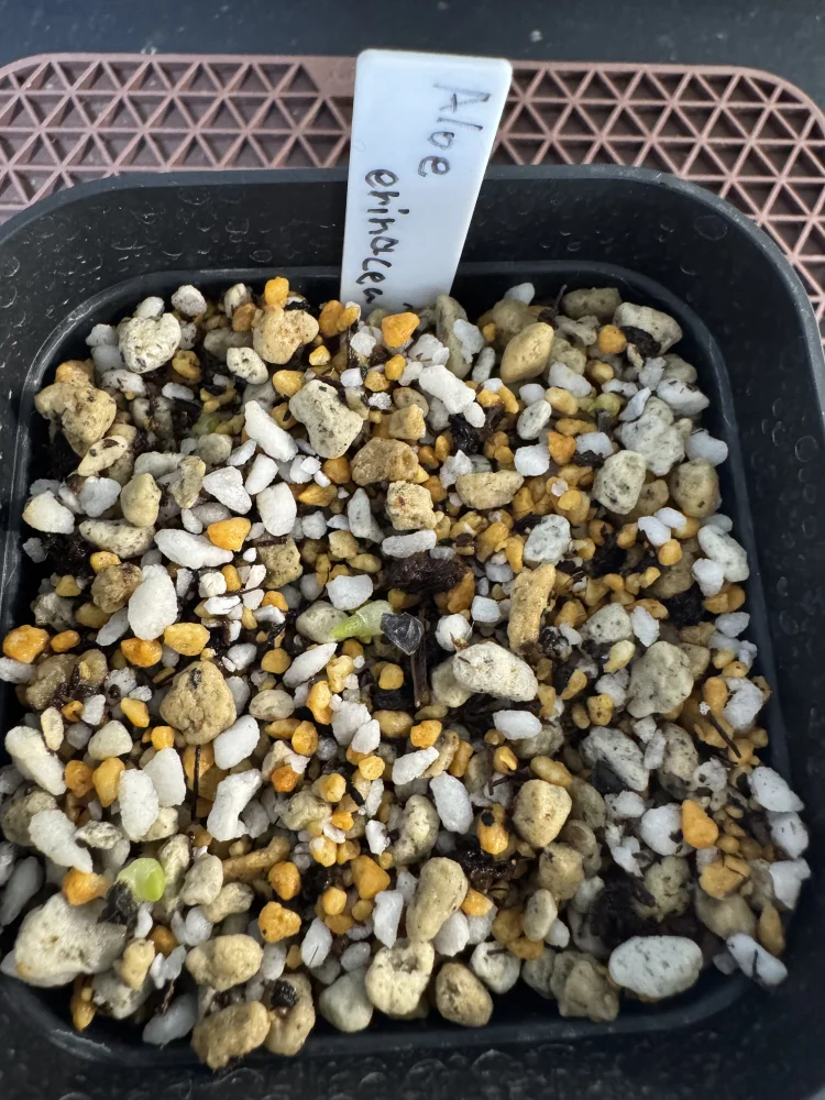 Aloe erinacea var. erinacea (アロエ エリナケア)