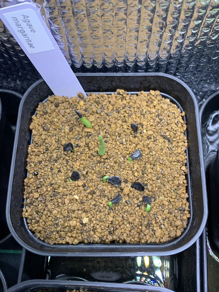 Agave margaritae (アガベ マルガリータ)