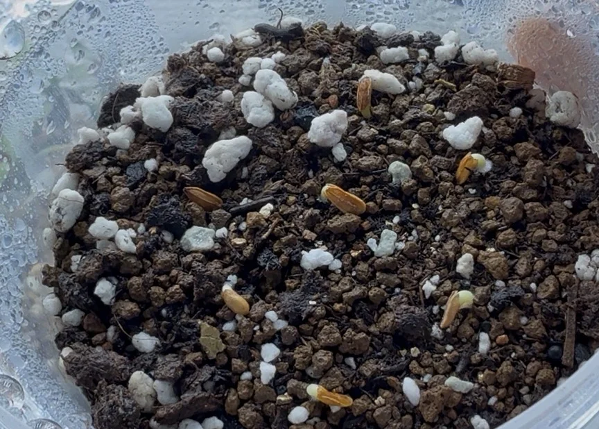 Pachypodium rosulatum var. inopinatum (パキポディウム イノピナツム)