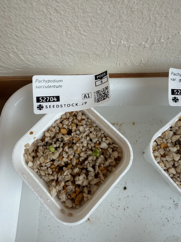 Pachypodium succulentum (パキポディウム サキュレンタム)