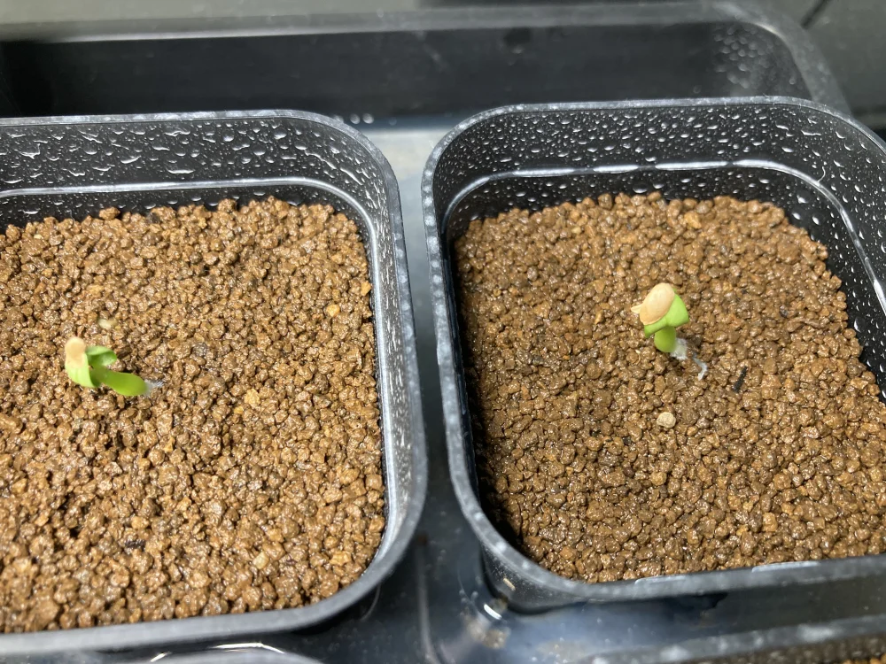 Pachypodium rosulatum var. makayense Lot. FREE ([プレゼント種子] パキポディウム マカイエンセ)